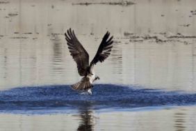 Kastamonu’da kuş fotoğrafçıları avlanan balık kartallarını görüntüledi