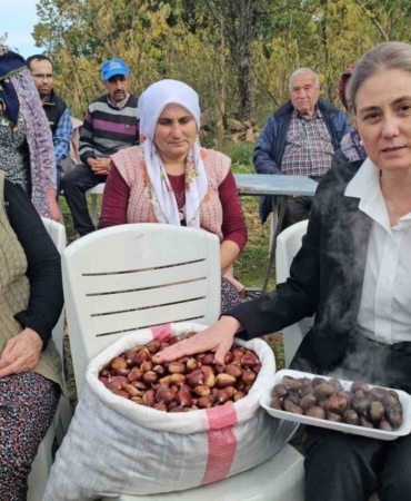 Kaymakam Kan, kestane hasadına katıldı