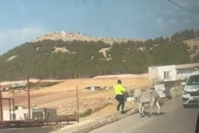 Kazaya davetiye çıkaran eşeğe polis müdahale etti
