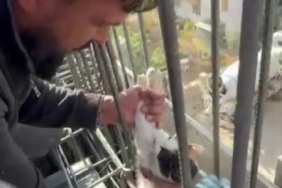 Kedi, dökülen betonun altında kalmaktan son anda kurtarıldı