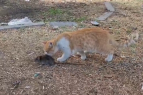 Kedi ile farenin dostluğu şaşırttı