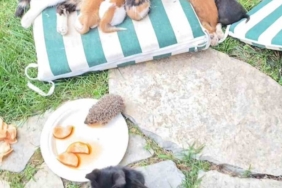 Kedi ve kirpilerin "süt kardeşliği"