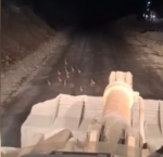 Keklik yavrularını fark edince çalışmasını durdurdu