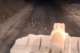 Keklik yavrularını fark edince çalışmasını durdurdu