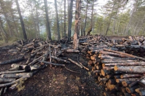 Kesim sahasında yangın paniği: 80 ster çam ağacı zarar gördü
