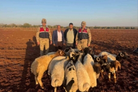 Kilis’te kaybolan 19 küçükbaş hayvan jandarma tarafından bulundu