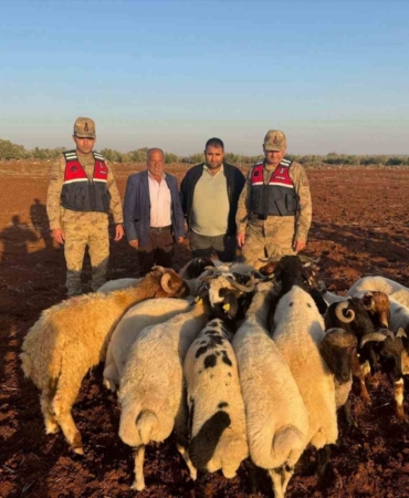 Kilis’te kaybolan 19 küçükbaş hayvan jandarma tarafından bulundu