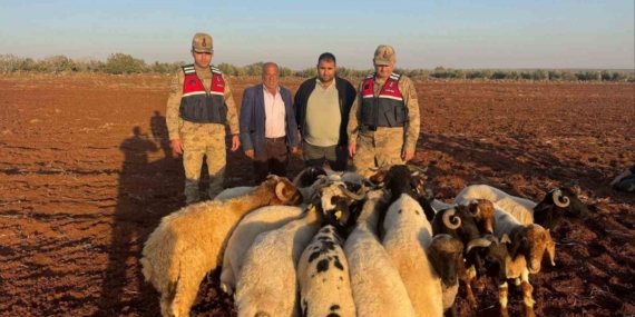 Kilis’te kaybolan 19 küçükbaş hayvan jandarma tarafından bulundu