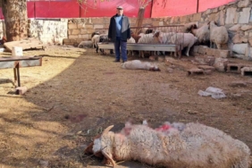 Kilis’te kurt saldırısında 3 küçükbaş telef oldu