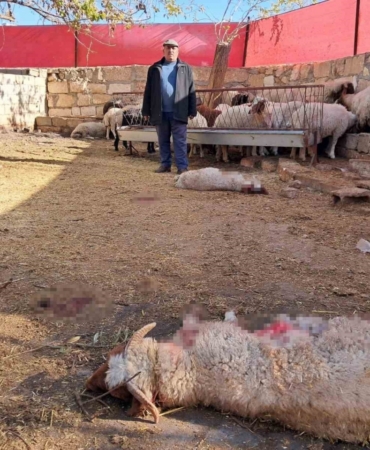 Kilis’te kurt saldırısında 3 küçükbaş telef oldu