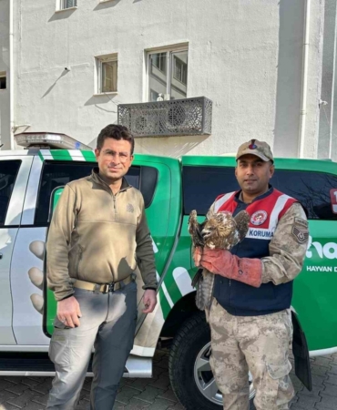 Kilis’te yaralı kızıl şahin koruma altına alındı