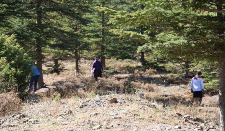 Kilosu etle yarışıyor: Japonların gözdesi sedir mantarı çıktı