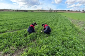 Kırklareli’nde tarlalara ekilen kuraklığa dayanıklı yem bitkilerinin kontrolleri yapıldı