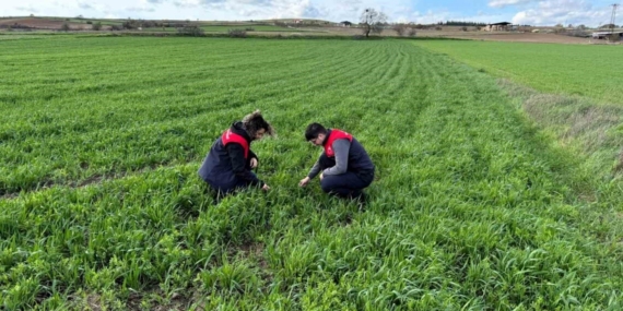 Kırklareli’nde tarlalara ekilen kuraklığa dayanıklı yem bitkilerinin kontrolleri yapıldı