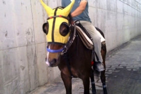 Kırmızı ışıkta geçen otomobilin çarptığı seyis, tedavi gördüğü hastanede öldü