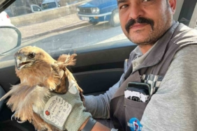 Kırşehir’de yaralı halde bulunan şahin tedavi altına alındı