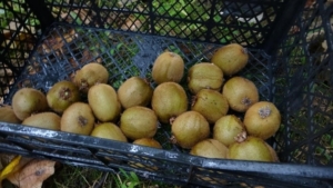 Kivi üreticileri İran kivisinden rahatsız