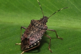 Kokarcanın fındıktaki zararı derinleşiyor