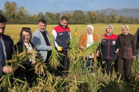 Konuralp pirincinde "damlama sulama" bereketi