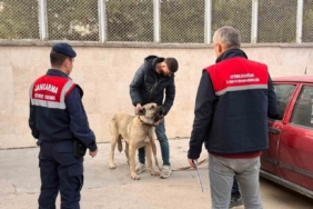 Köpek dövüştüren şahıslara jandarma baskını:12 gözaltı