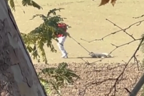 Köpek toplama görüntüleri tepki çekti