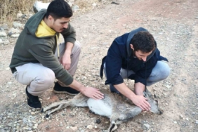 Köpeklerin saldırdığı yavru dağ keçisini 3 kilometre sırtında taşıdılar