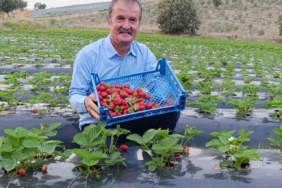 Köprübaşı’nda kasım ayında çilek bereketi