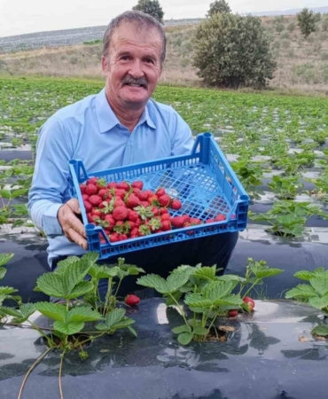 Köprübaşı’nda kasım ayında çilek bereketi