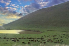 Köy muhtarının merayı kiraya vermesiyle ilgili soruşturma başlatıldı