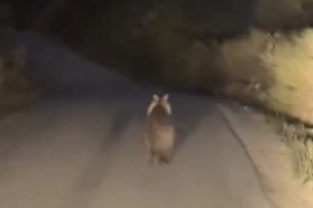 Köy yolunda ayı ile araç yarıştı