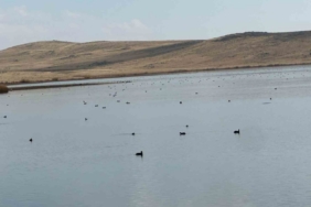 Köyceğiz Göleti’nde yaban ördeklerinden görsel şölen