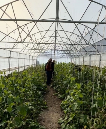 "Köye Dönüş" projesi çerçevesinde kurulan seralar sayesinde, boşaltılan köyler yeniden hayat buldu