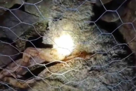 Koyun sürüsüne saldıran kurta çoban köpekleri geçit vermedi