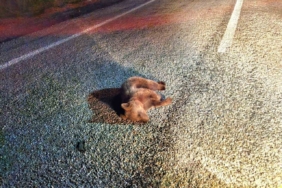 Kütahya’da yavru ayı kara yolunda telef oldu