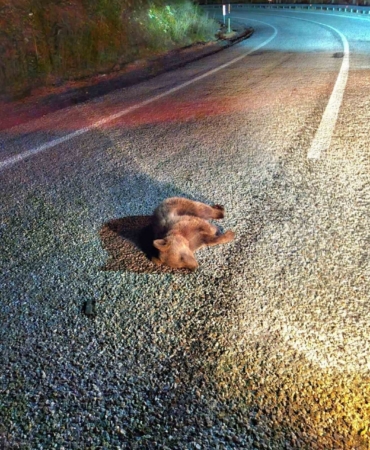 Kütahya’da yavru ayı kara yolunda telef oldu