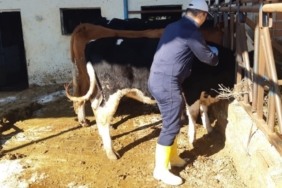 Kuyucak’ta şap alarmı