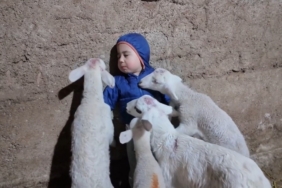Kuzuların arasında kalan minik Yusuf’un tatlı halleri gülümsetti