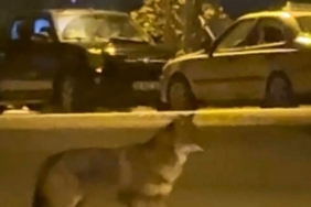 Mahallede yiyecek arayan tilki kamerada