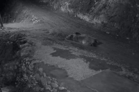 Mahalleliyi canından bezdiren ayının evinin önünde yattığını görünce kamyoneti ile peşine düştü