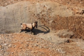 Malatya’da dağ keçileri görüntülendi