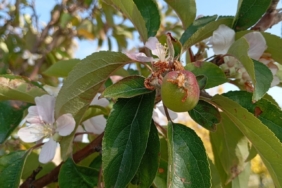 Malatya’da elma ağacı çiçek açıp meyve verdi