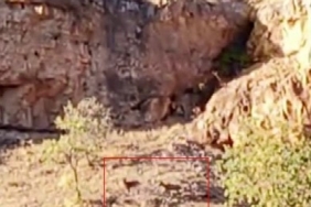 Malatya’da sürü halindeki yaban keçileri görüntülendi