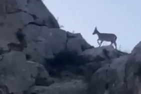 Malatya’da yaban keçileri görüntülendi