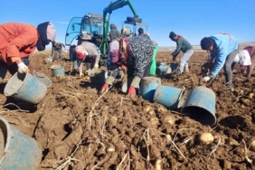 Malazgirt’te ilk defa ekilen patates umut oldu