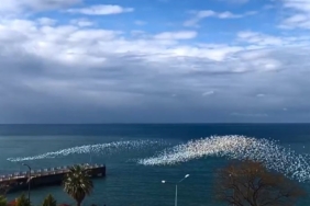 Martıların deniz üstündeki dansı izleyenleri hayran bıraktı