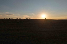 Medya dünyasından hayvancılığa: İstanbul stresini bırakıp köyde huzuru buldu