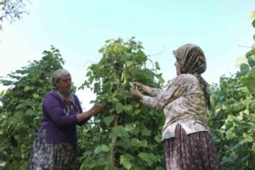 Mersin’de atalık tohumlar gelecek nesillere aktarılıyor