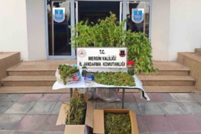 Mersin’de kenevir ekip uyuşturucu üreten şüpheli tutuklandı