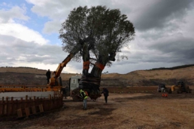 Milas’ta 3 asırlık zeytin ağacı yeni yerine törene taşındı