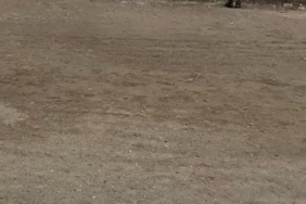 Mudanya sahilinde oltaya takılan martıyı vatandaş kurtardı